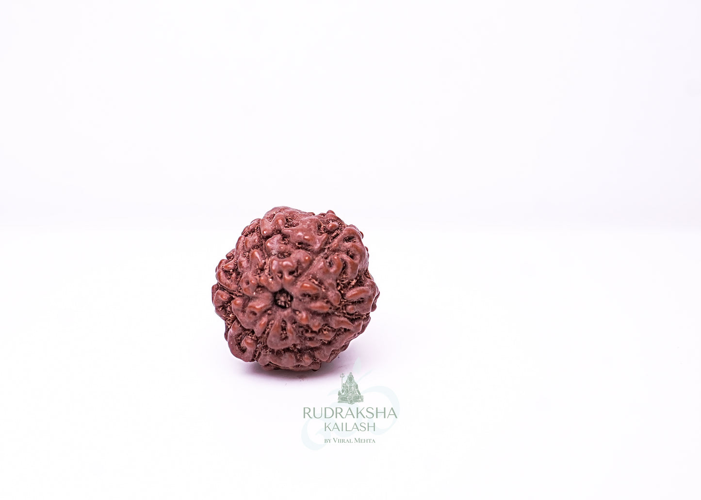 6 Mukhi Indonesian Rudraksha - 0602