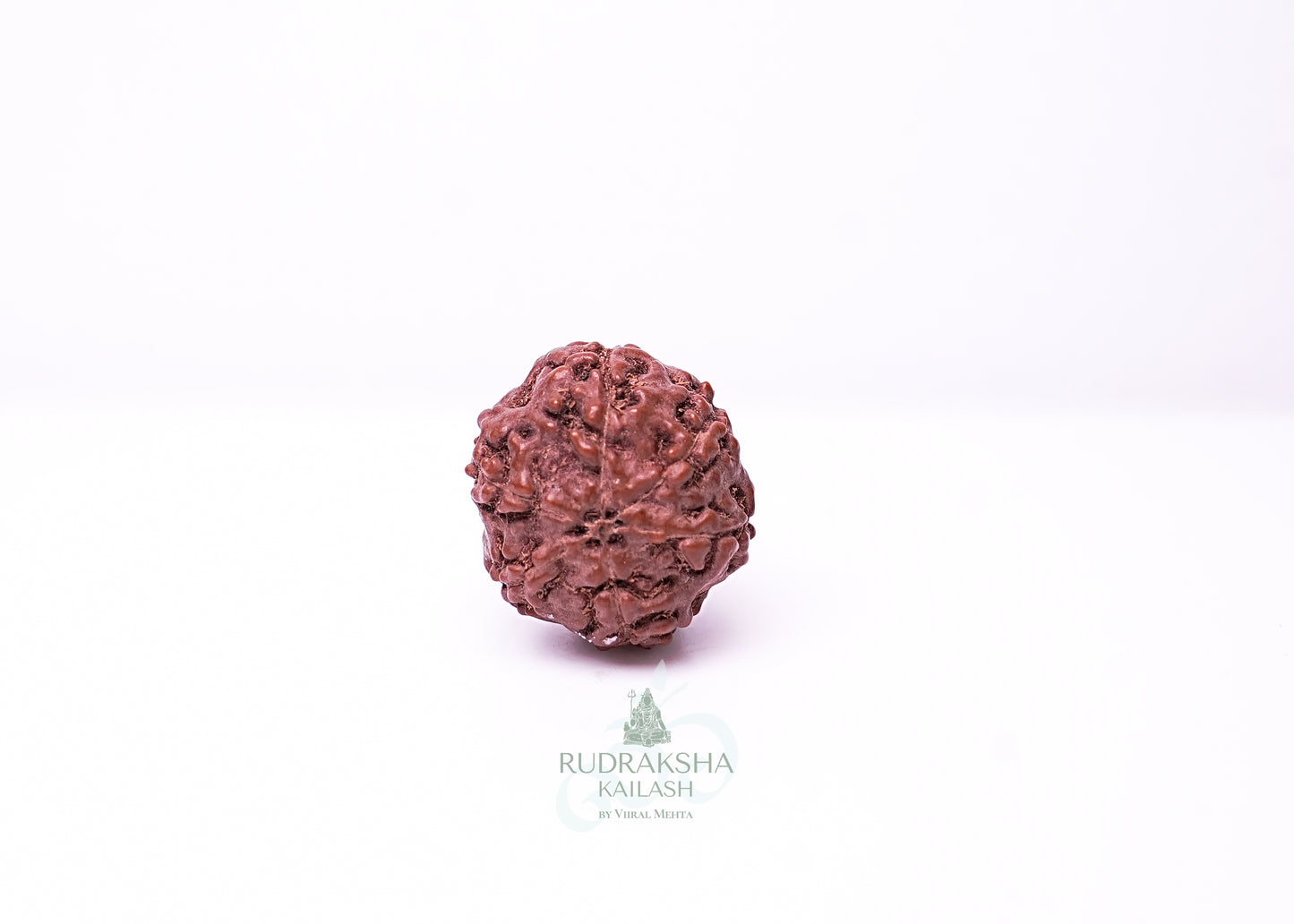 6 Mukhi Indonesian Rudraksha - 0602