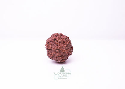 6 Mukhi Indonesian Rudraksha - 0602