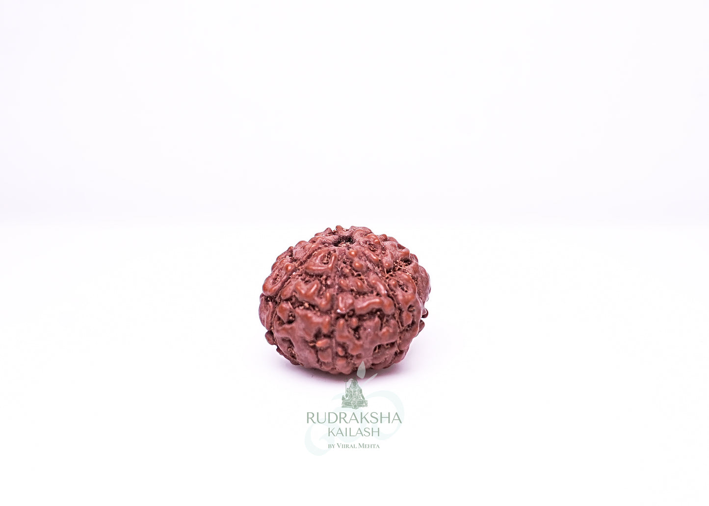 6 Mukhi Indonesian Rudraksha - 0602