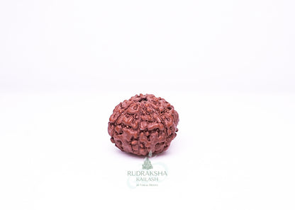 6 Mukhi Indonesian Rudraksha - 0602