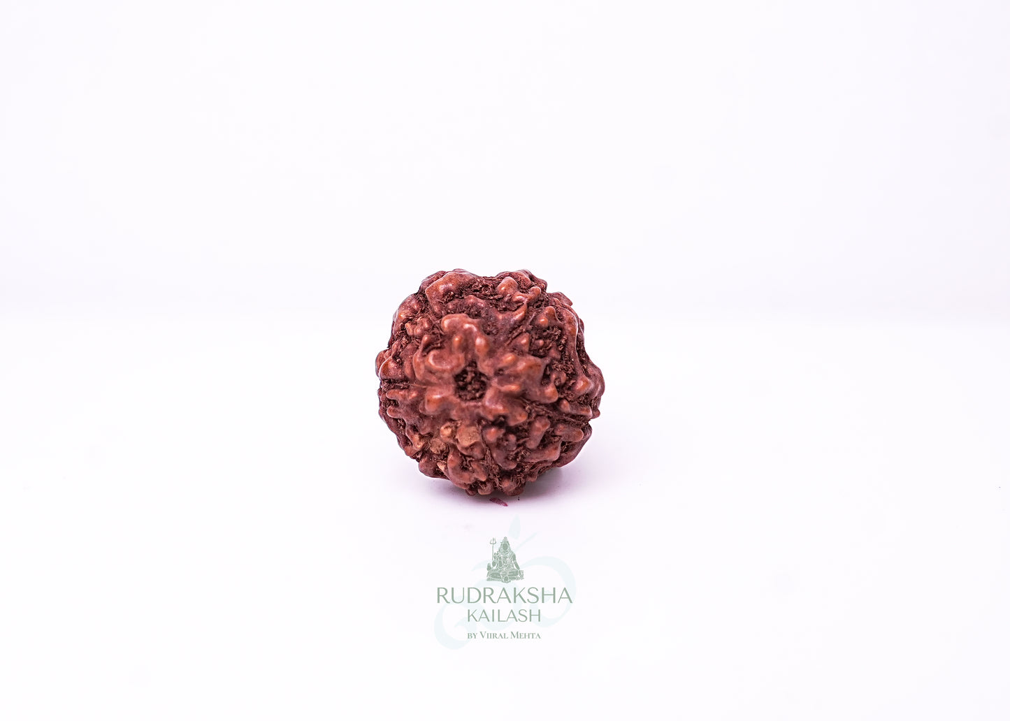 6 Mukhi Indonesian Rudraksha - 0603