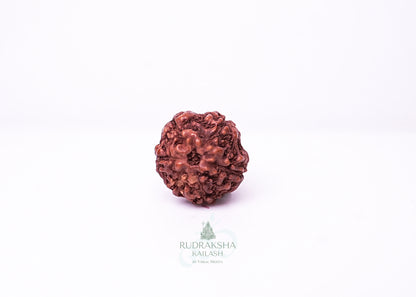 6 Mukhi Indonesian Rudraksha - 0603