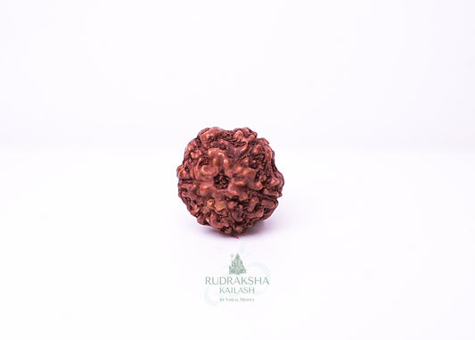 6 Mukhi Indonesian Rudraksha - 0603