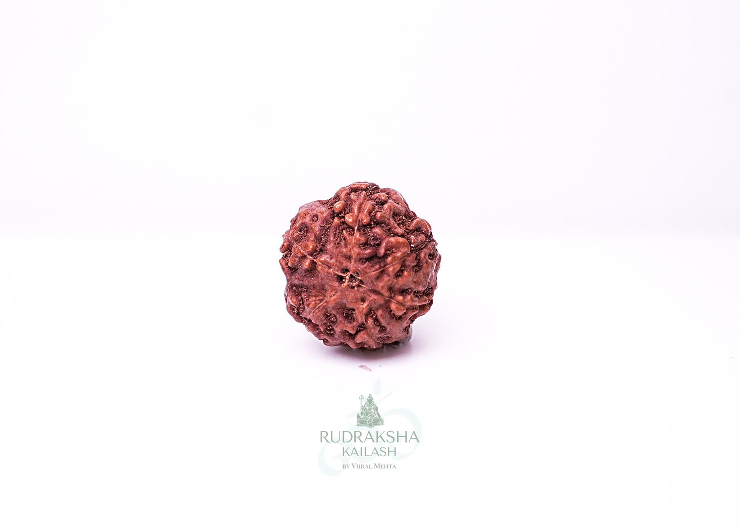 6 Mukhi Indonesian Rudraksha - 0603