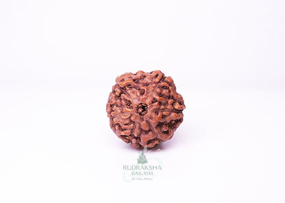 6 Mukhi Indonesian Rudraksha - 0604