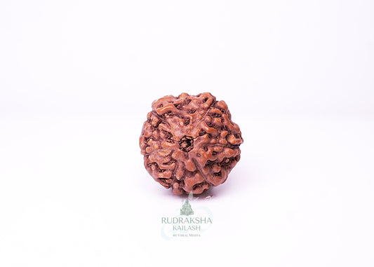 6 Mukhi Indonesian Rudraksha - 0604