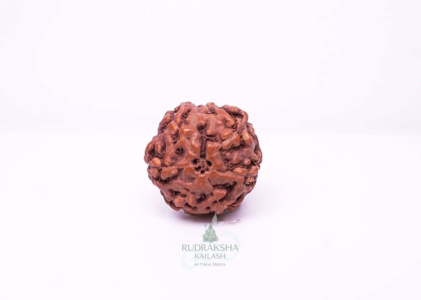 6 Mukhi Indonesian Rudraksha - 0604