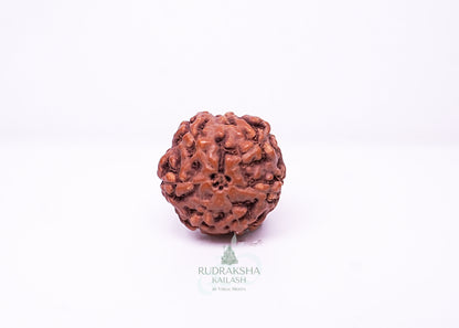 6 Mukhi Indonesian Rudraksha - 0604