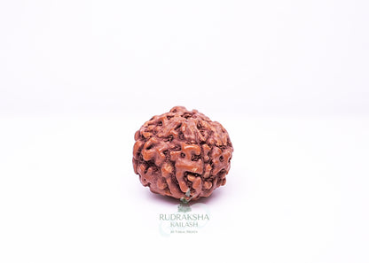 6 Mukhi Indonesian Rudraksha - 0604