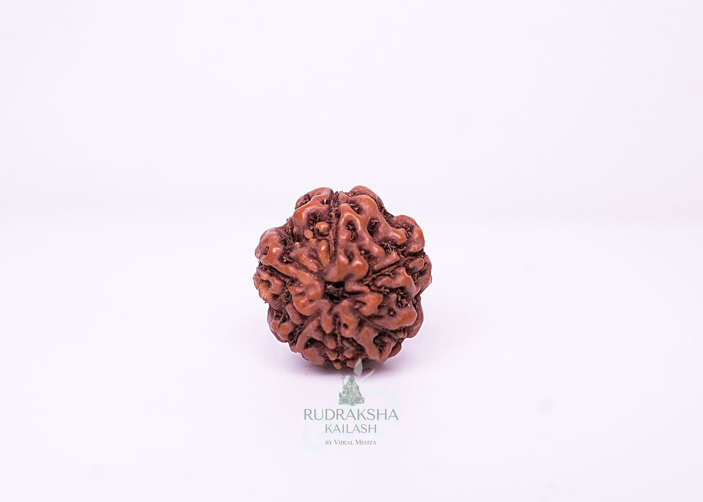 6 Mukhi Indonesian Rudraksha - 0605