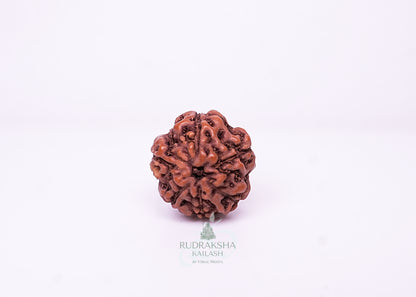 6 Mukhi Indonesian Rudraksha - 0605