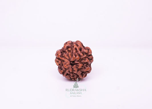 6 Mukhi Indonesian Rudraksha - 0605