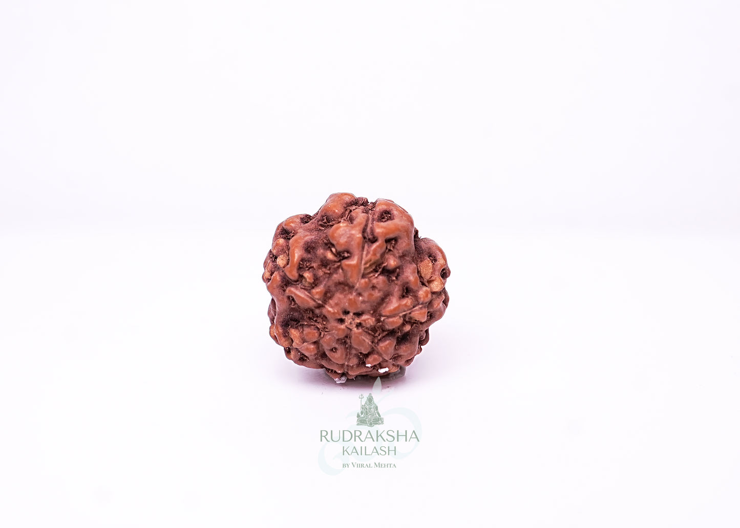6 Mukhi Indonesian Rudraksha - 0605