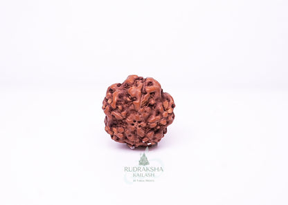 6 Mukhi Indonesian Rudraksha - 0605