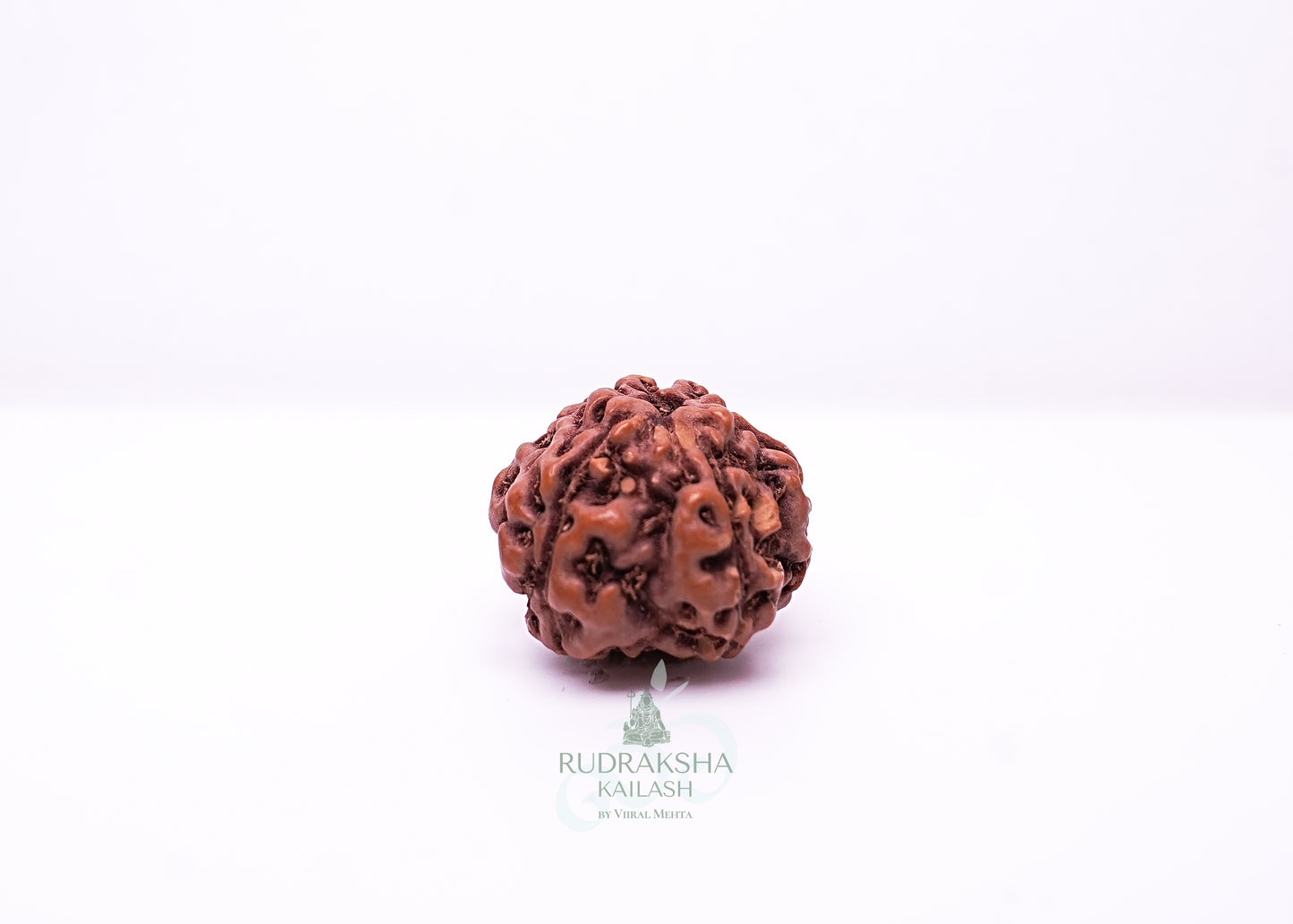 6 Mukhi Indonesian Rudraksha - 0605