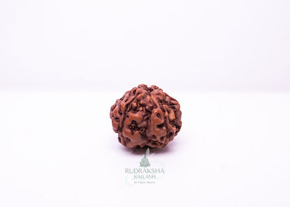 6 Mukhi Indonesian Rudraksha - 0605