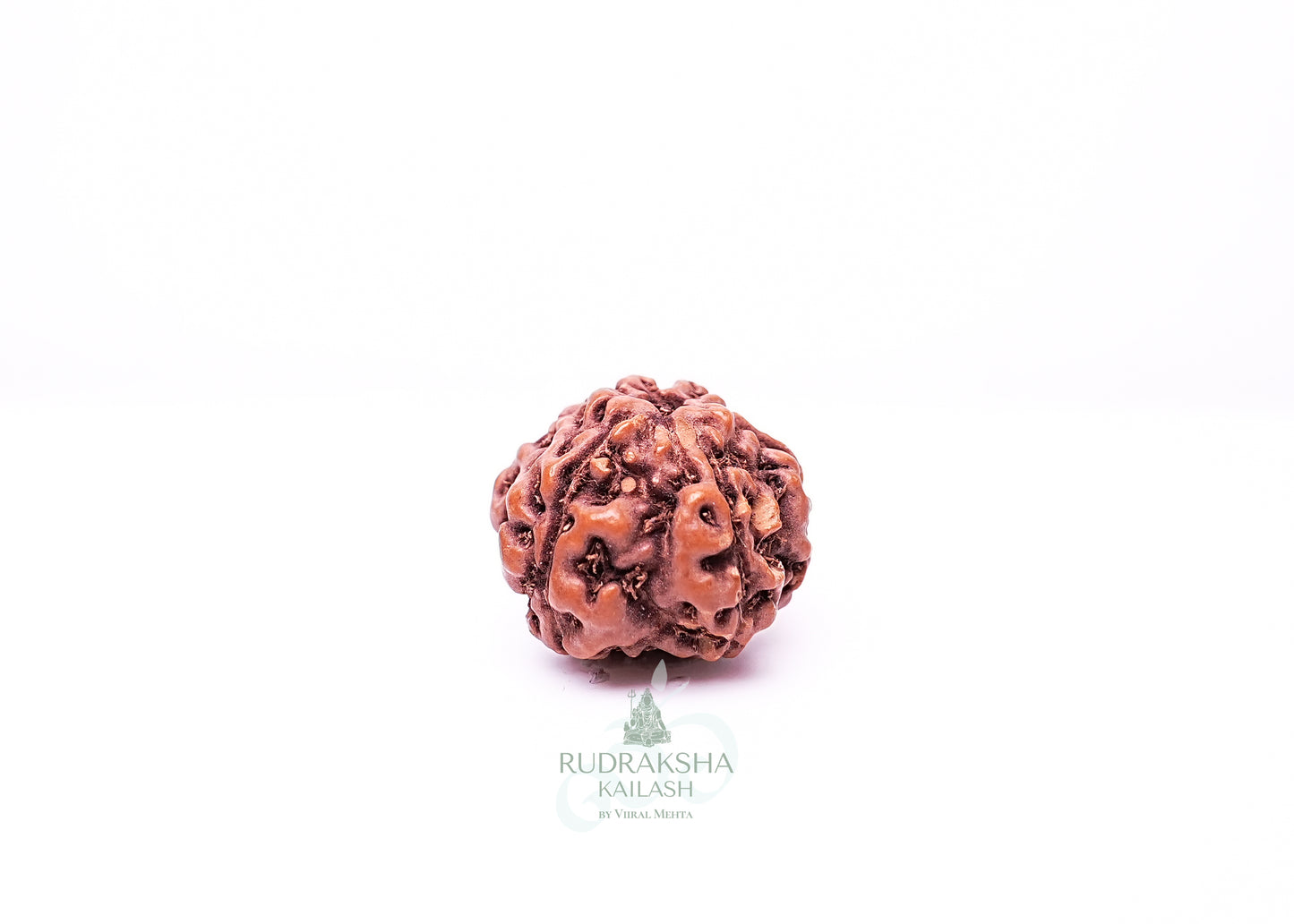 6 Mukhi Indonesian Rudraksha - 0605