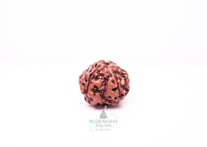6 Mukhi Indonesian Rudraksha - 0605