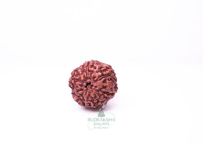 6 Mukhi Indonesian Rudraksha - 0606