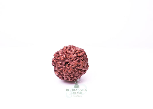 6 Mukhi Indonesian Rudraksha - 0606