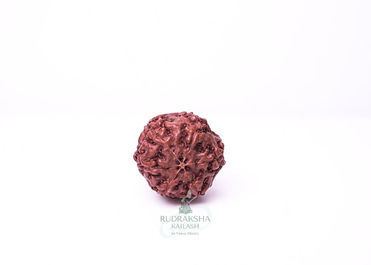 6 Mukhi Indonesian Rudraksha - 0606