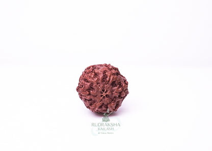 6 Mukhi Indonesian Rudraksha - 0606