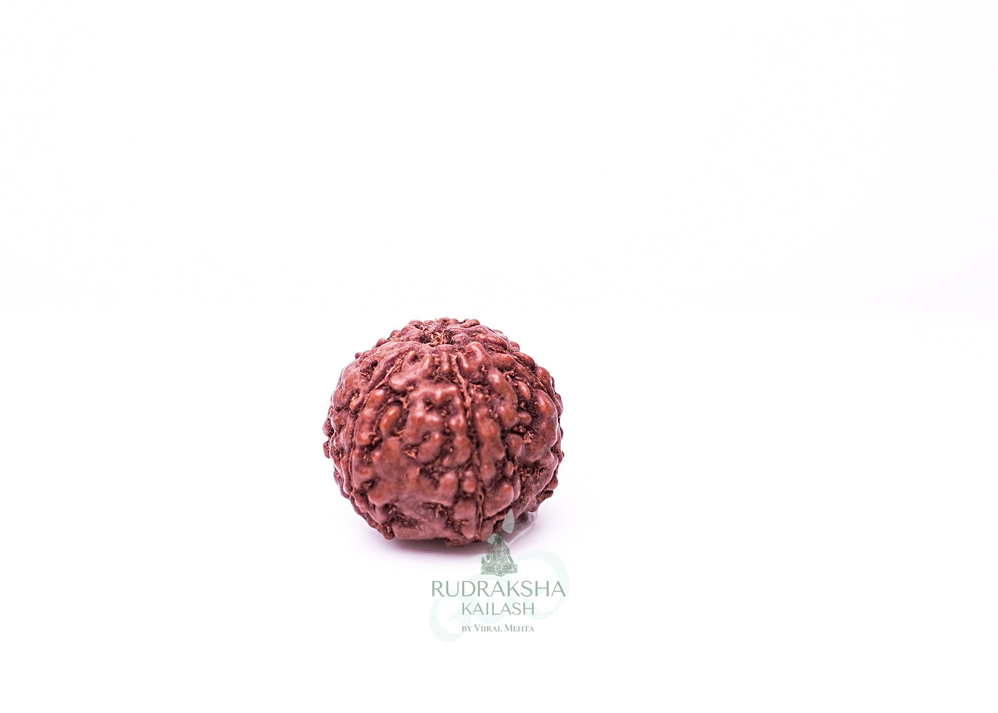 6 Mukhi Indonesian Rudraksha - 0606