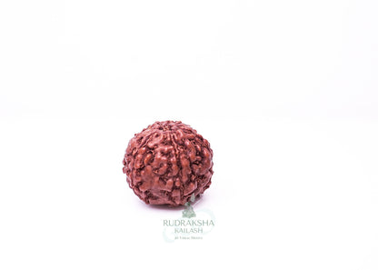 6 Mukhi Indonesian Rudraksha - 0606