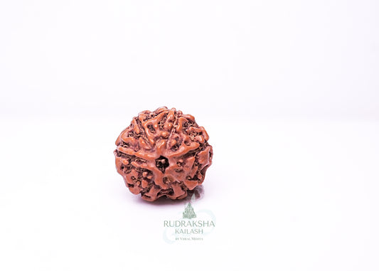 6 Mukhi Indonesian Rudraksha - 0607