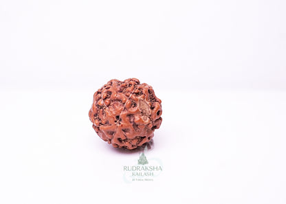 6 Mukhi Indonesian Rudraksha - 0607