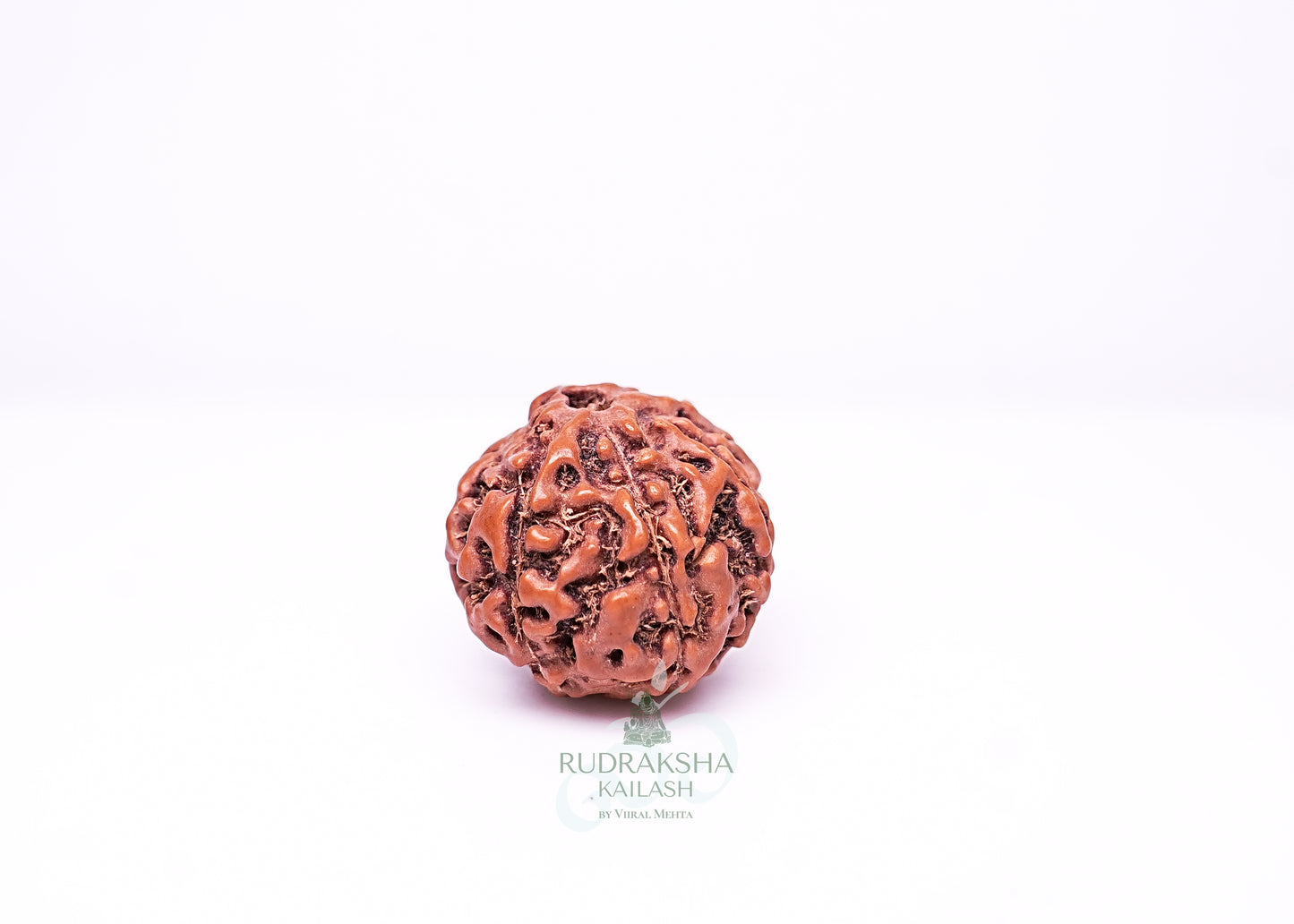 6 Mukhi Indonesian Rudraksha - 0607