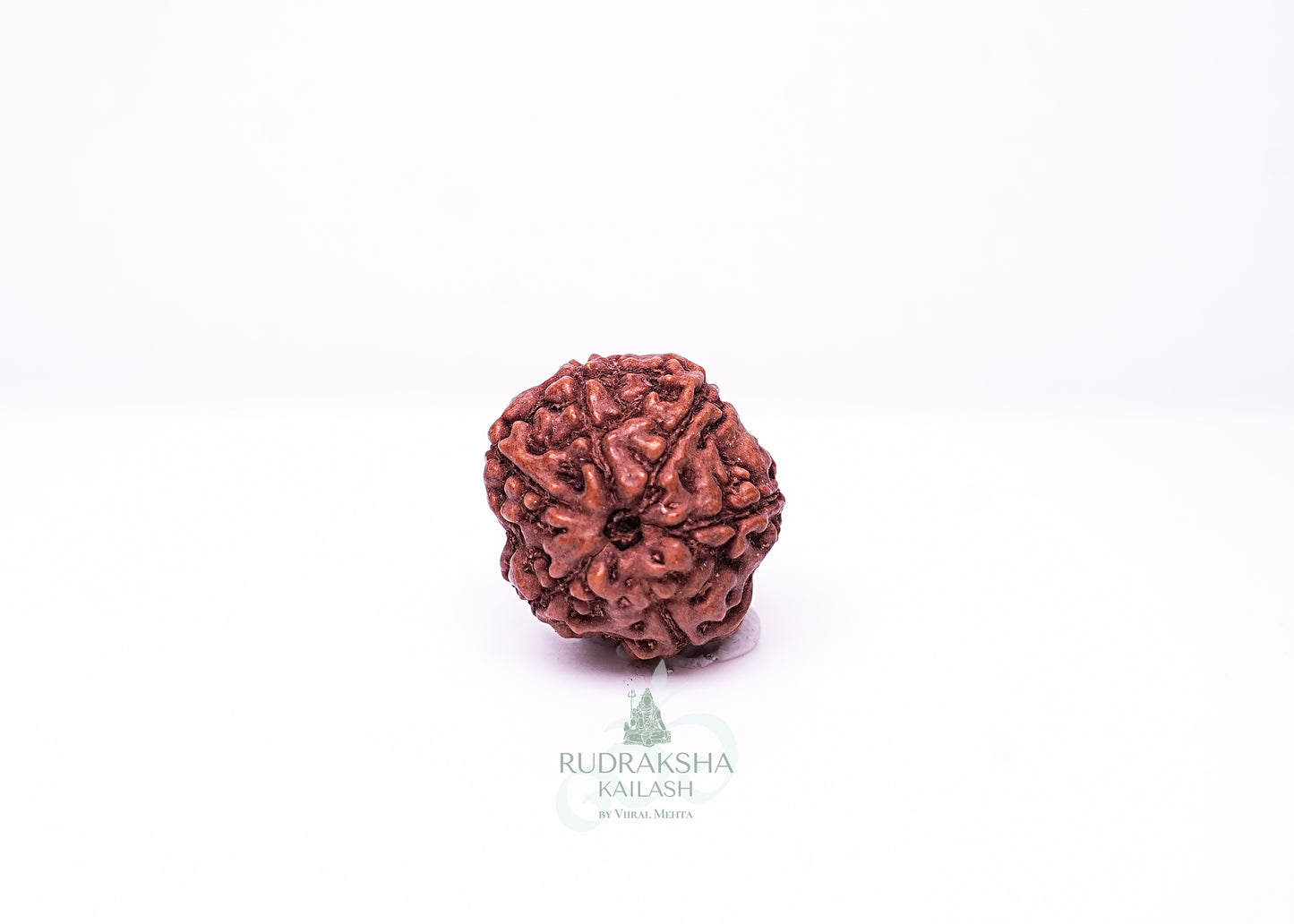 6 Mukhi Indonesian Rudraksha - 0608