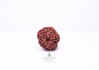 6 Mukhi Indonesian Rudraksha - 0608