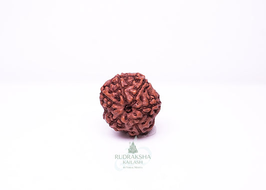 6 Mukhi Indonesian Rudraksha - 0608