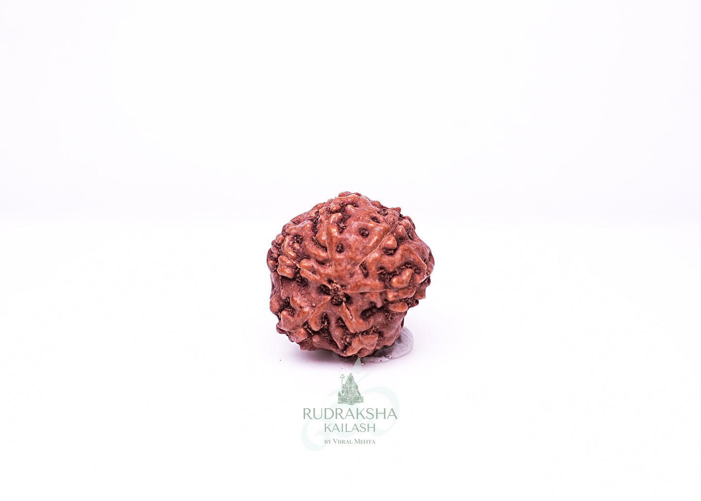 6 Mukhi Indonesian Rudraksha - 0608