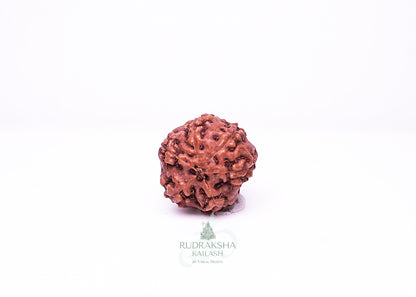 6 Mukhi Indonesian Rudraksha - 0608