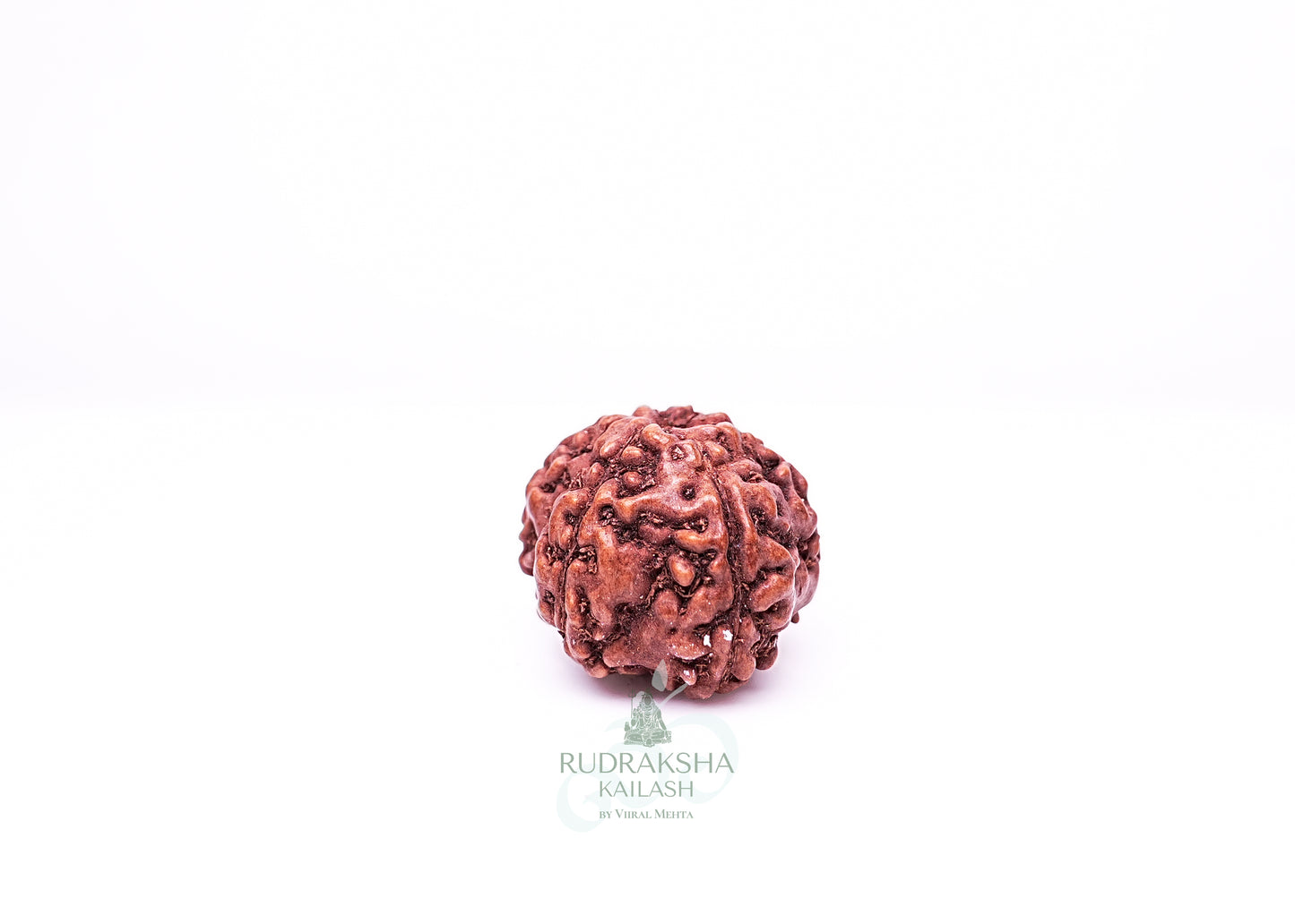 6 Mukhi Indonesian Rudraksha - 0608