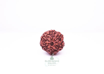 6 Mukhi Indonesian Rudraksha - 0609