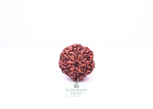 6 Mukhi Indonesian Rudraksha - 0609