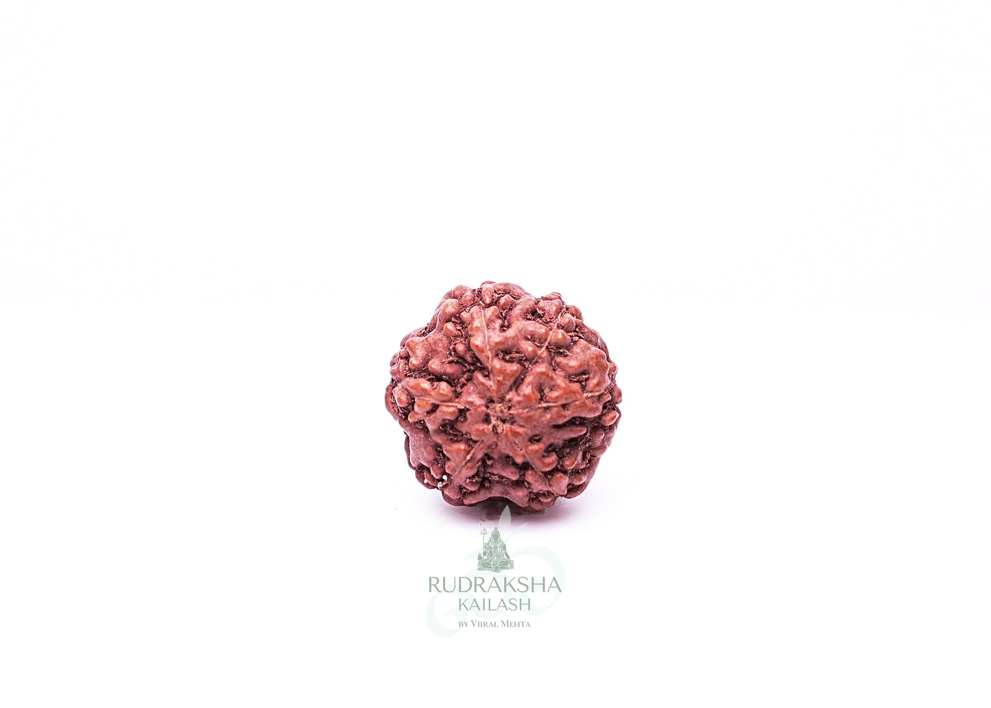 6 Mukhi Indonesian Rudraksha - 0609