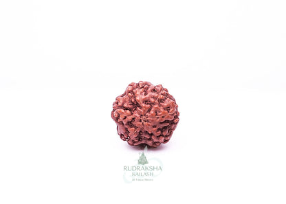 6 Mukhi Indonesian Rudraksha - 0609