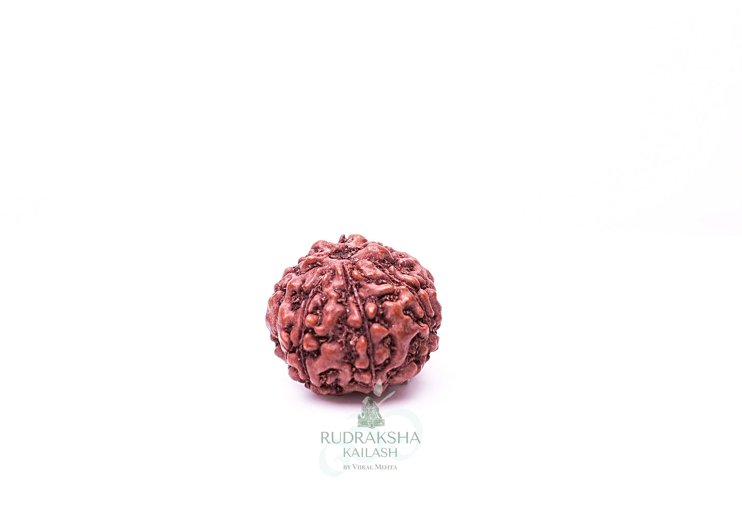 6 Mukhi Indonesian Rudraksha - 0609
