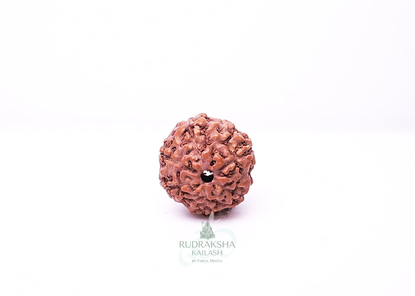 6 Mukhi Indonesian Rudraksha - 0610