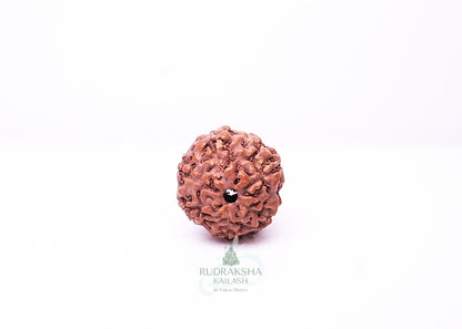 6 Mukhi Indonesian Rudraksha - 0610