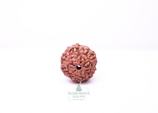 6 Mukhi Indonesian Rudraksha - 0610