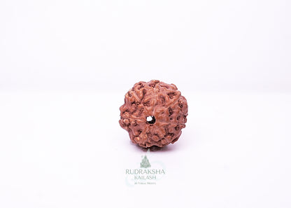 6 Mukhi Indonesian Rudraksha - 0610