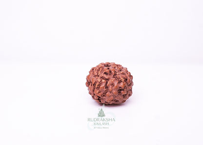 6 Mukhi Indonesian Rudraksha - 0610