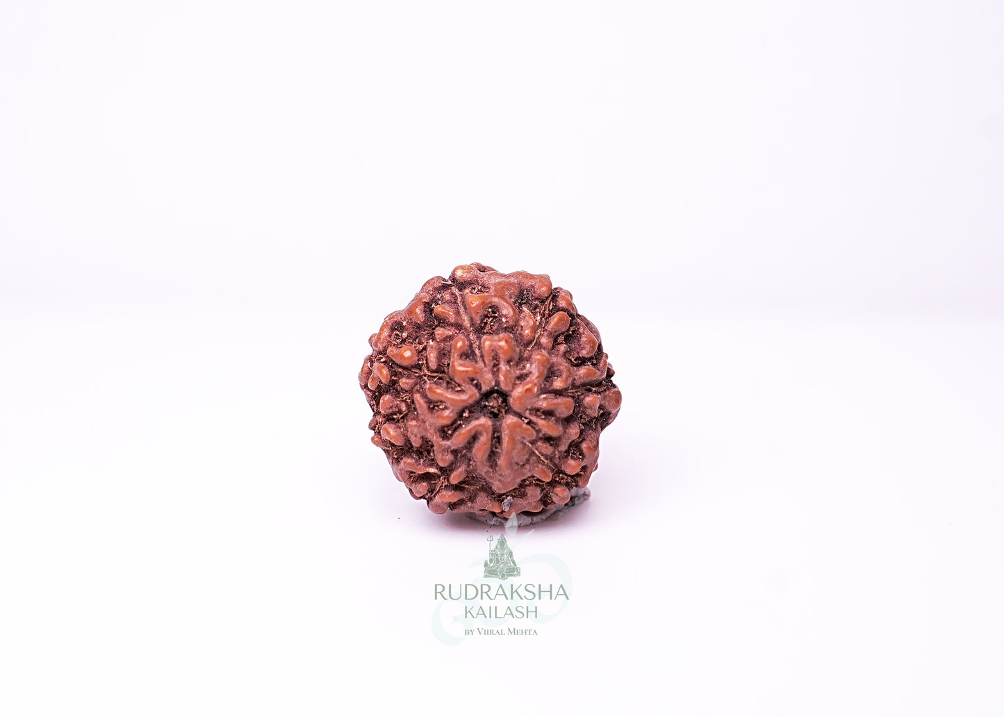 6 Mukhi Indonesian Rudraksha - 0611
