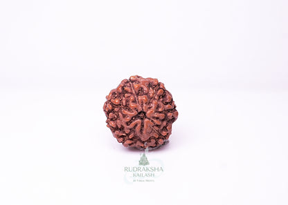 6 Mukhi Indonesian Rudraksha - 0611